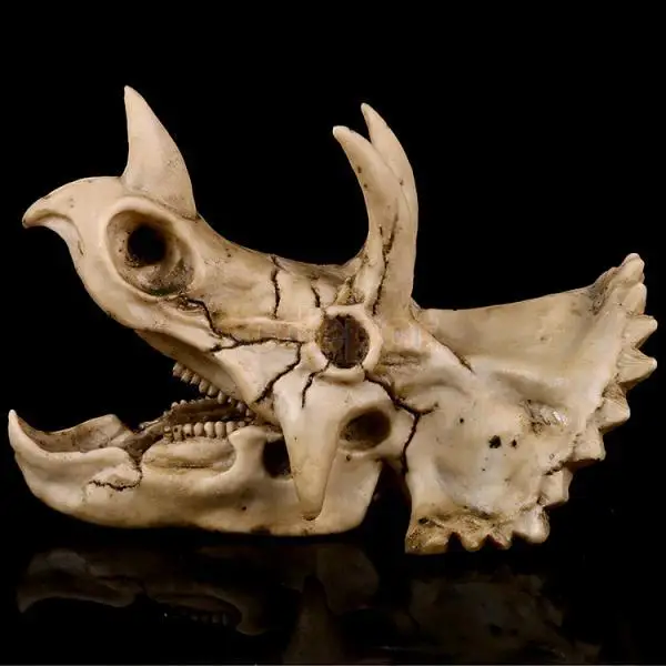 

Replica Resin Three-horn Dinosaur Fossil Skull Model Craft Drawing Prop Deco