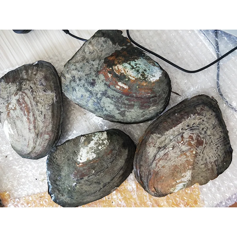 100% натуральный настоящий жемчуг в Oyster Monster ювелирное изделие Подарочная оболочка