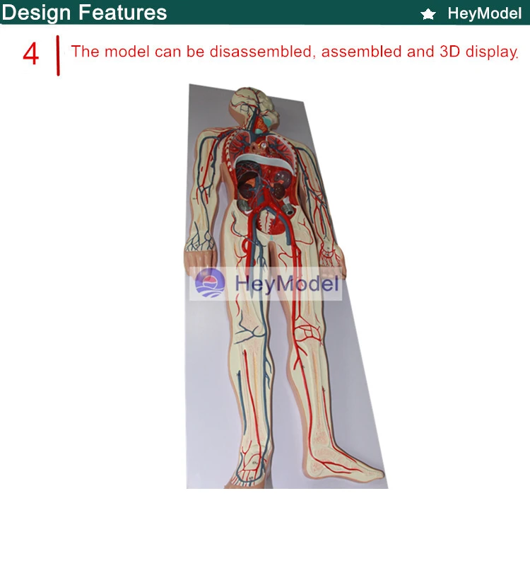 Heymodel человека кровообращения Системы модель