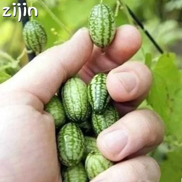 

30Pcs Super Mini Watermelon bonsai Delicious Fruit plant Healthy Organic Vegetable Fruits Bonsai Plant Home Garden