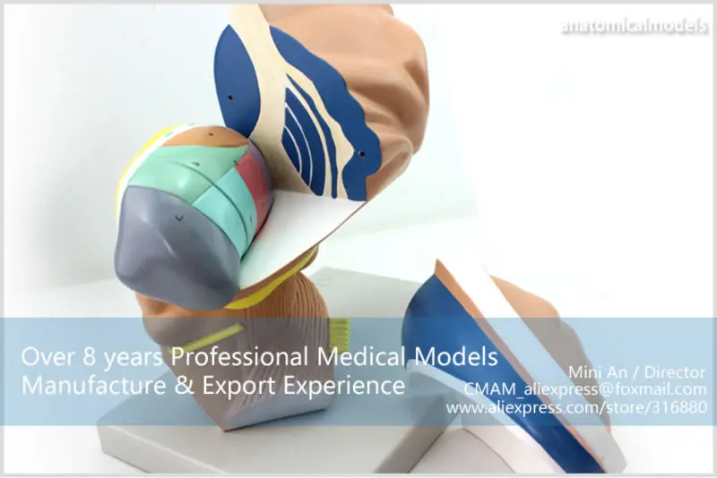 BRAIN13 CMAM MODEL Brain Diencephalon Thalamus Medical Model 11
