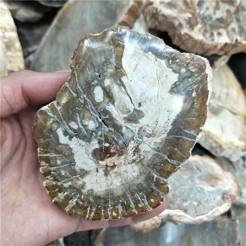 

natural stone and crystal woodstone fossil tree for coaster home decoration