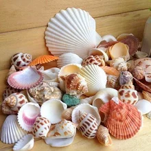30 pçs/saco mix aquarium beach náutico diy conchas misturadas a granel aproximadamente 100g concha do mar