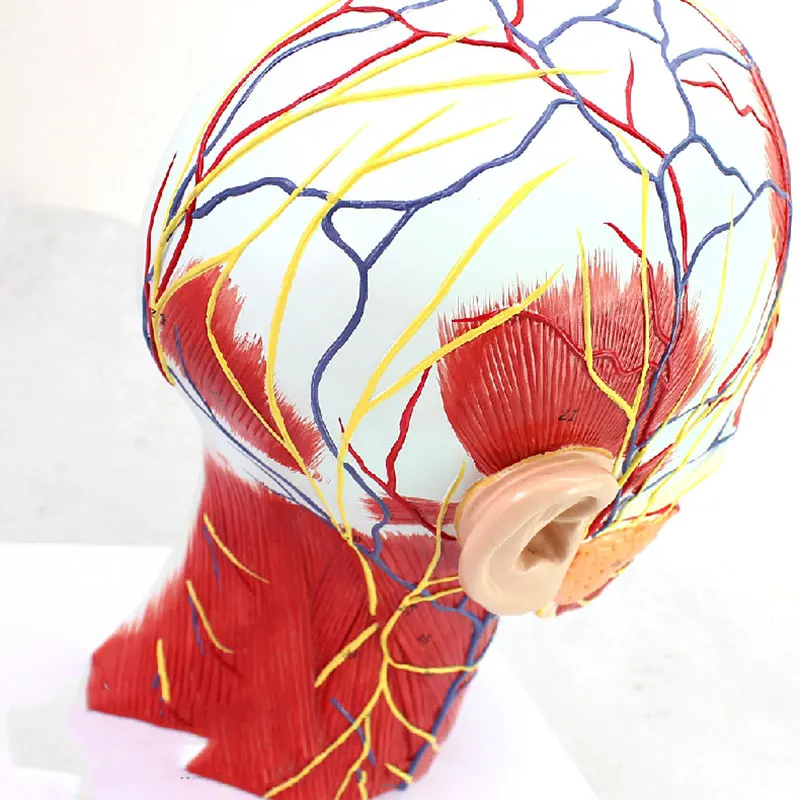 Медианная сагиттальная секция головы с прикрепленным сосудистым нервом модель красоты микро пластиковая медицина обучающая помощь