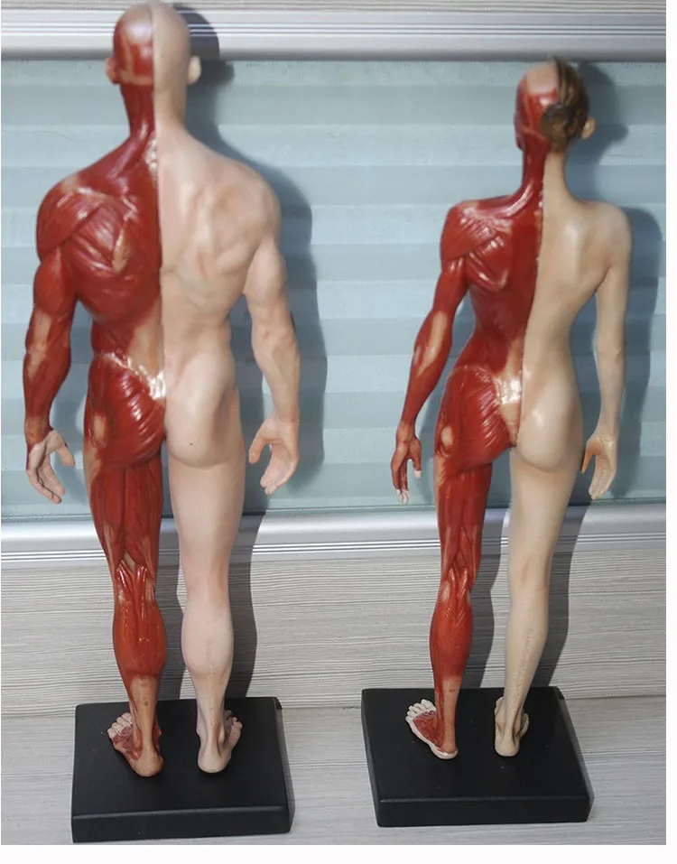 30 см мужской/женский человеческое тело анатомическая модель CG ссылка muscul скелет Скульптура Дизайн мед для живописи художественного использования