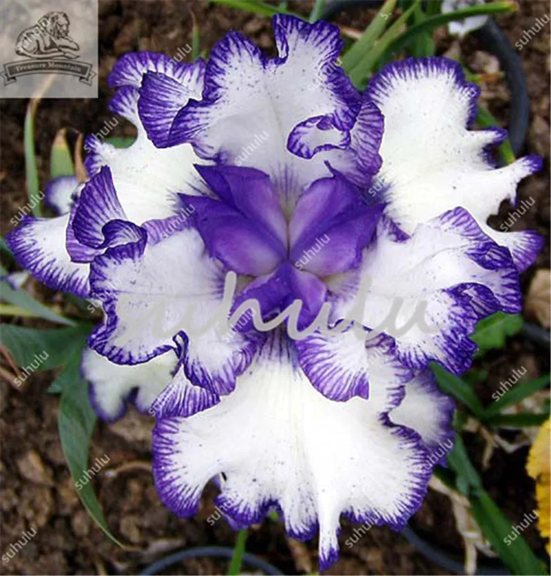 100 Pcs Iris Bonsai, Many Kinds Of Color Iris Potted Iris Orchid Sementes Rare Perennial Flower Bonsai Plants For Home Garden