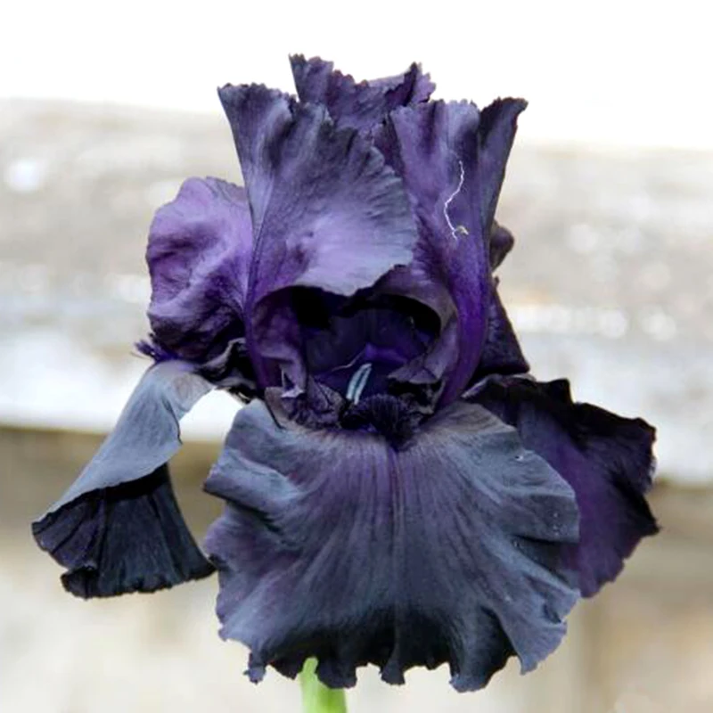 popular tall garden flowers-buy cheap tall garden flowers lots popular tall garden flowers-buy cheap tall garden flowers lots