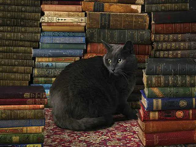 Black-Cat-Books-Room-5d-diy-Diamond-Painting-Full-Round-Rhinestone-Embroidery-Diamonds-Mosaic-Kit-Cross.jpg_640x640