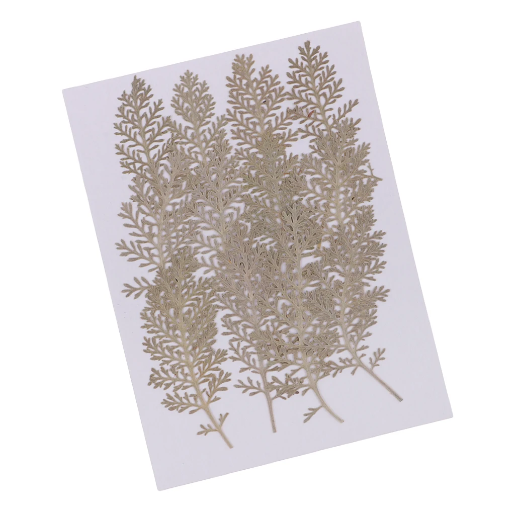 12 Pcs Natural Senecio Cineraria Real Pressed Dried Flowers DIY Herbarium Scrapbooking Card Making Jewelry Resin Crafts 