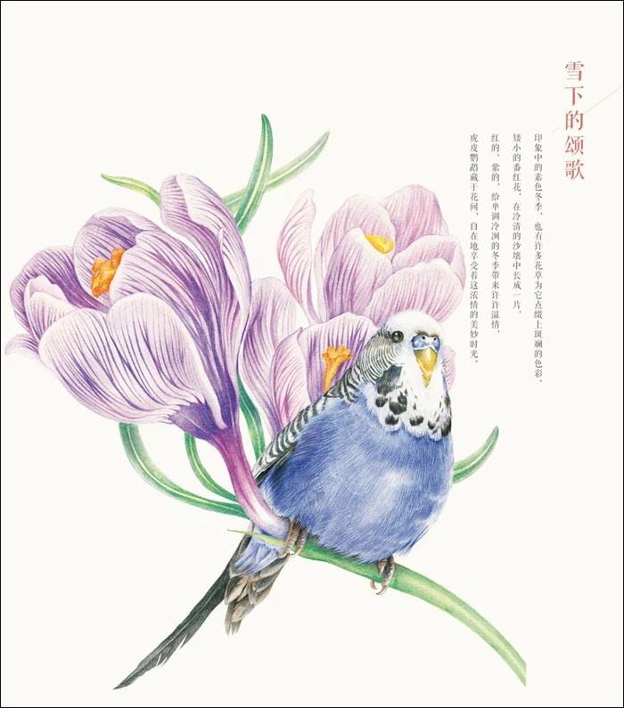 550 Koleksi Sketsa Gambar Burung Dengan Pensil Gratis Terbaru