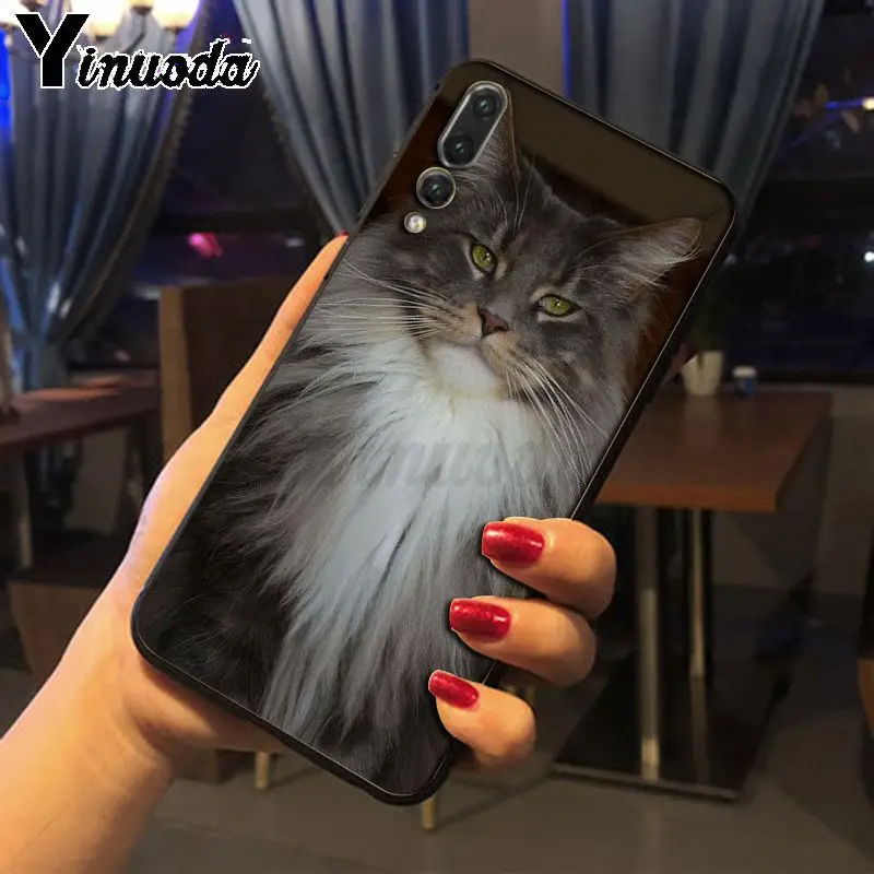 pet maine coon cat
