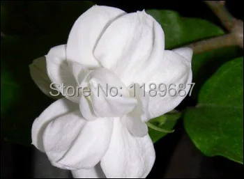 20pcs/bag white jasmine flower, fragrant plant arabian jasmine bonsai free shipping- high quality 98% Germination rate 20pcs/bag white jasmine flower, fragrant plant arabian jasmine bonsai free shipping- high quality 98% Germination rate