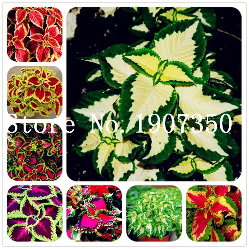 200 pcs Coleus plants Rare Rainbow Coleus blumei bonsai Japanese Flower plants bonsai plants FOR Home