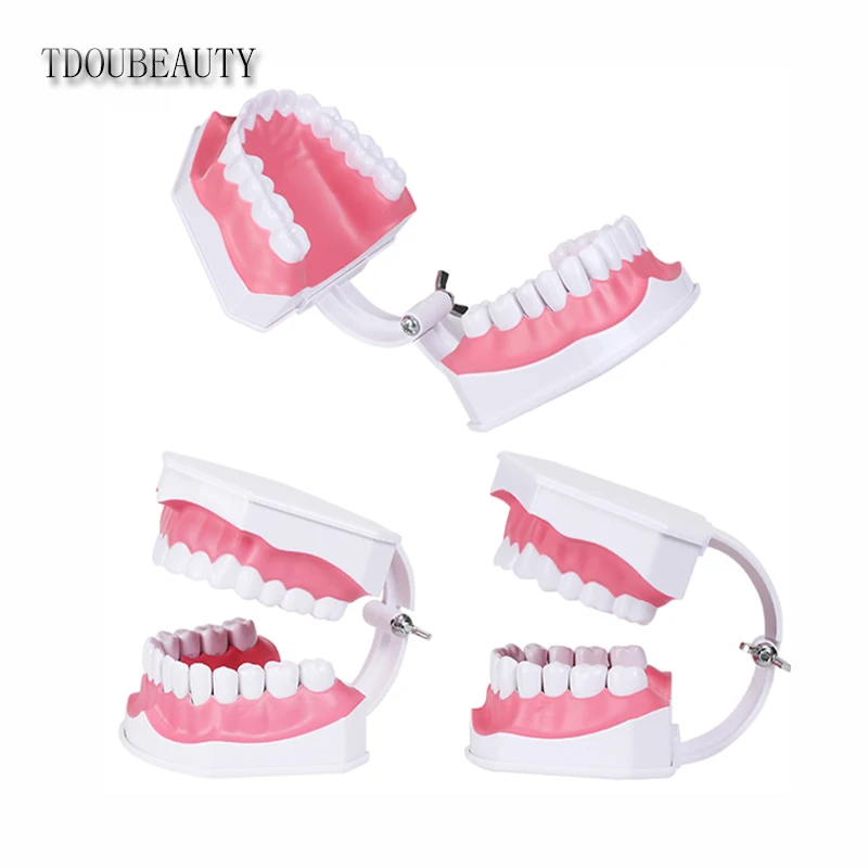 Goede TDOUBEAUTY Volwassen Dental Tanden Model en Tandenborstel met Verwijderbare Hoogwaardige Tanden Onderwijs Model gratis verzending