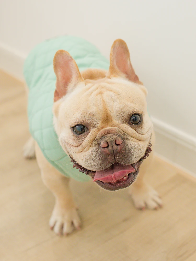 Dog Clothes Dog Vest Cotton Thicken Dog Shirt French Bulldog Chihuahua Cat Shirt Pet Clothes Ropa Perro Pug Hond Spring Puppy