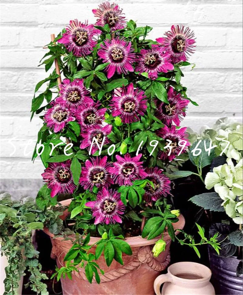 

100 pcs Climbing Bonsai Passiflora Fruit Tree Passion flower Home Garden Plant De Frutas Raras Bonsai Plant tropical Decor Plant