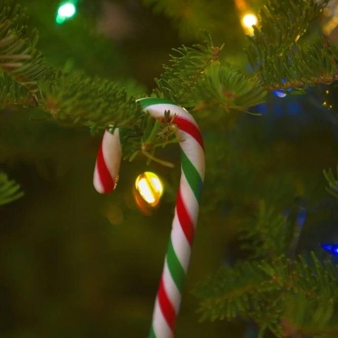 Candy Cane On A Tree Poster Print (11 x 17)