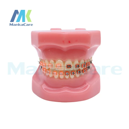 manka-care-28-dientes-de-piezas-medio-metal-y-medio-soporte-de-ceramica-modelo-oral-modelo-de-dientes