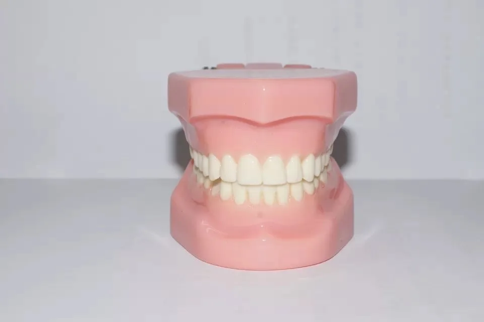 B3 Orthodontic Model
