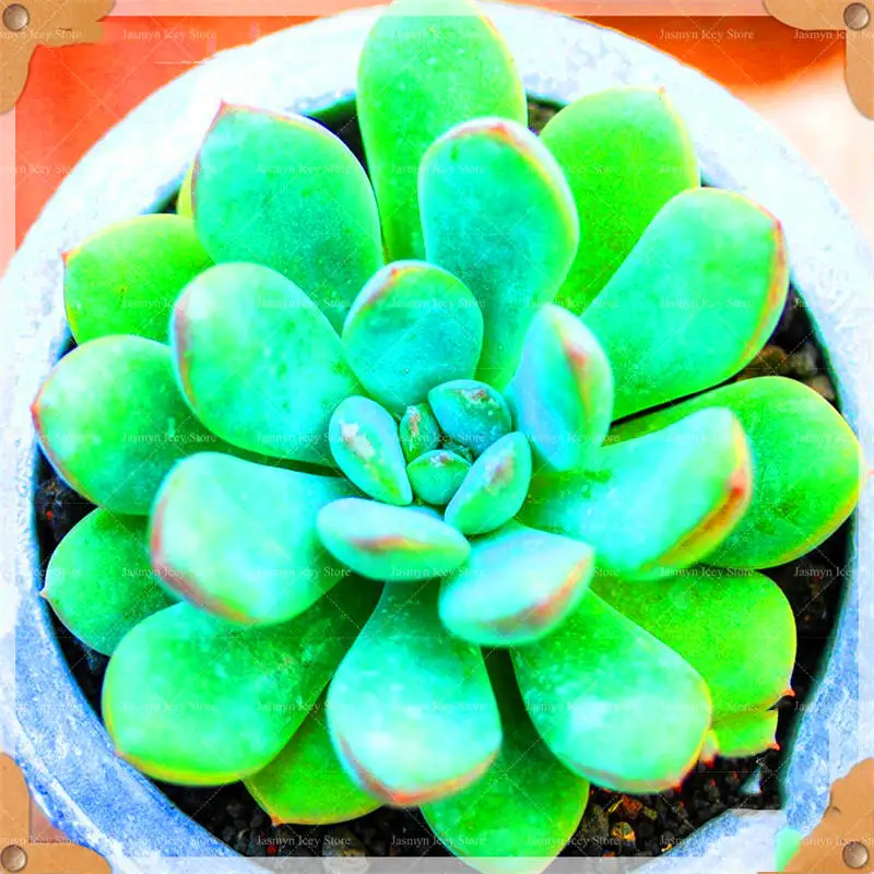 200 Pcs/Lot Mini Succulents Flowers Bonsai Plants Sementes 24 Color Rare Lithops Stone Flower Potted Planting for Home Garden