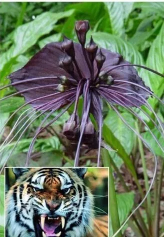 100 шт. свежий настоящий Tacca Integrifolia S Easy ing flower