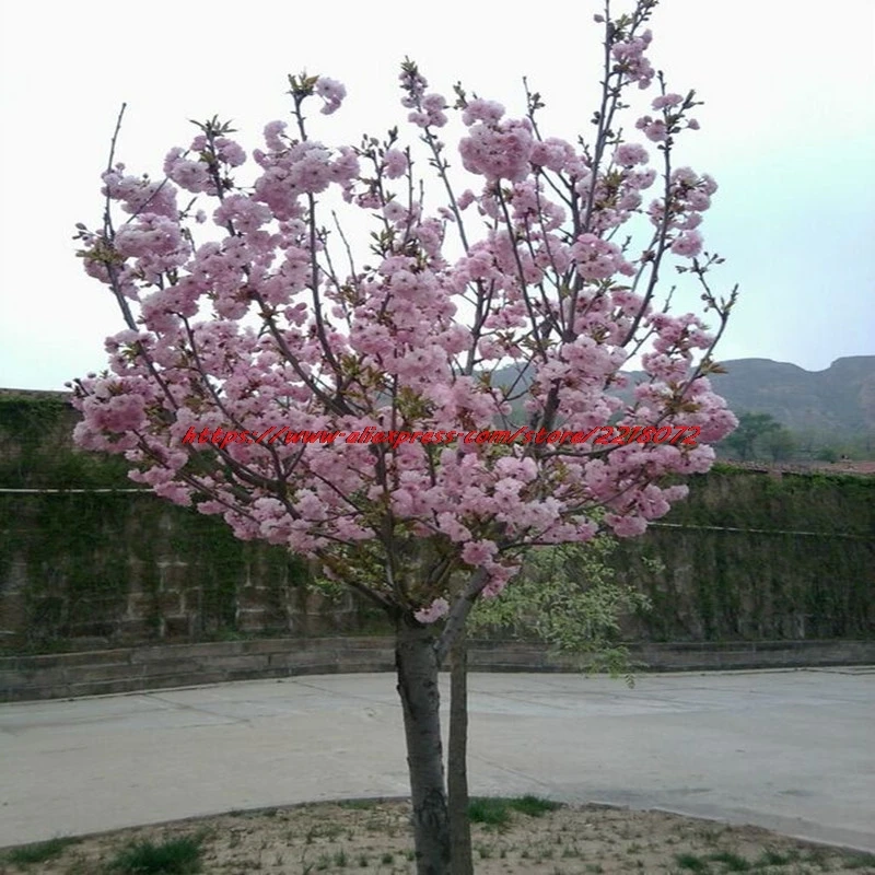 10 Pink Stuffed Weeping Cherry Tree Seeds DIY Home Garden Dwarf Multi Year Free Cargo In Bonsai From On Aliexpress 10 Pink Stuffed Weeping Cherry Tree Seeds DIY Home Garden Dwarf Multi Year Free Cargo In Bonsai From On Aliexpress
