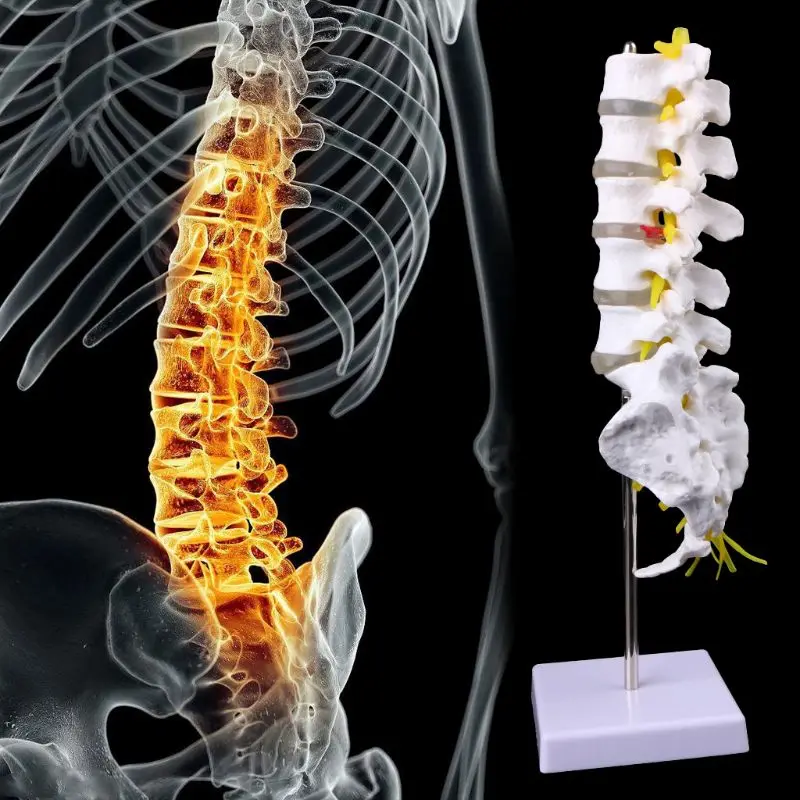 

PVC Anatomical Lumbar Vertebrae Model Caudal Vertebra Anatomy Medical Teaching Tool 28 x 13 x 38cm