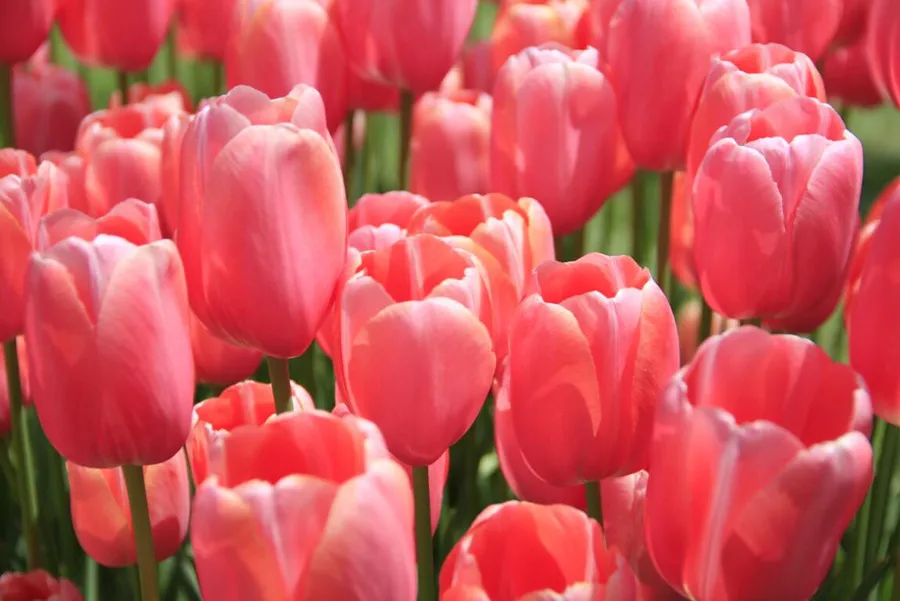

CustomTulips Closeup Many Pink color Flowers wallpaper papel de parede,hotel living room tv sofa wall bedroom wallpaper 3d mural
