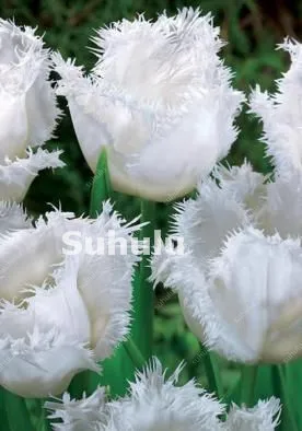 100 Pcs Hot Rainbow Tulip Bonsai Not Bulbs As Ice Cream Rare Flowers Perennial Plants Gift For Home Beautify Garden Decoration 100 Pcs Hot Rainbow Tulip Bonsai Not Bulbs As Ice Cream Rare Flowers Perennial Plants Gift For Home Beautify Garden Decoration