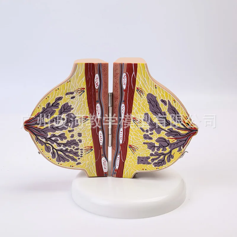 

Human Female Quiescent Breast Anatomy Model Breast Enhancement Gynecological Teaching Display Model