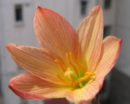 アマリリス Familiy雨ユリ Rainlily ゼフィランサス日没種子ひずみ X30 ミディアム電球周り 0 5 センチ直径 Bulbs For Salt Lamps Seed Beads For Salebulb Stock Aliexpress
