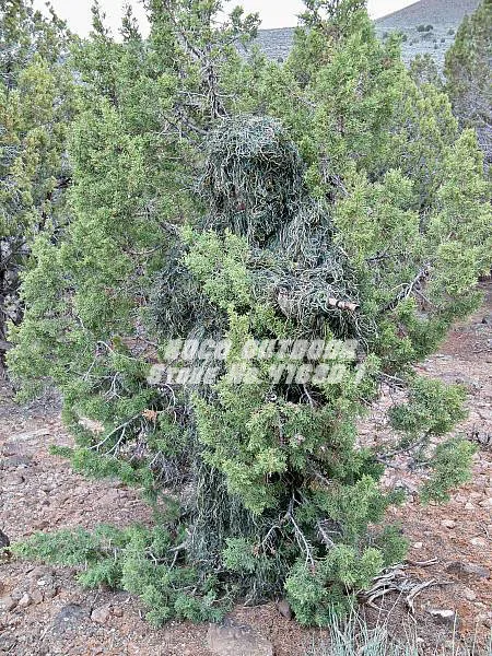 Тактический Камуфляжный костюм для пейнтбола Снайпер Yowie страйкбол CS|woodland