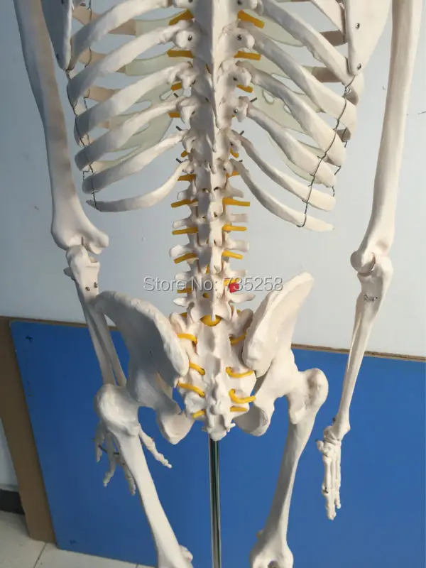 Размер скелета рост 180 см модель человека всего тела|human skeleton model|skeleton modelmodel model human
