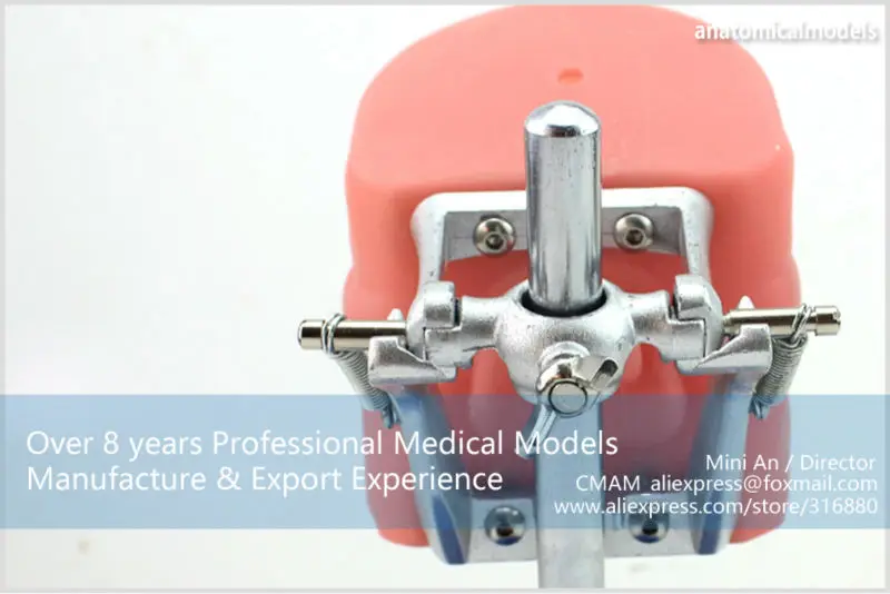 CMAM/12557 Dental-Phantom Head, Human Oral Dental Medical Teaching анатомическая модель