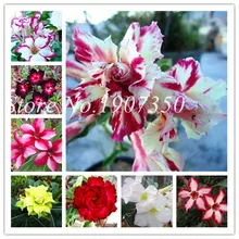 2 шт. True Adenium бонсай экзотические смешанные пустыни Роза бонсай горшечные цветы балкон Desert-Rose многоцветные лепестки сочные дерево