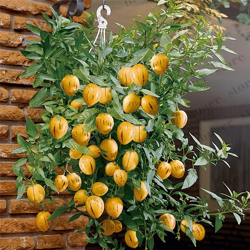 

20Pcs Mini Sweet Melon Bonsai Melon Tree Non GMO-Organic Fruit And Vegetable Bonsai For DIY Home Garden