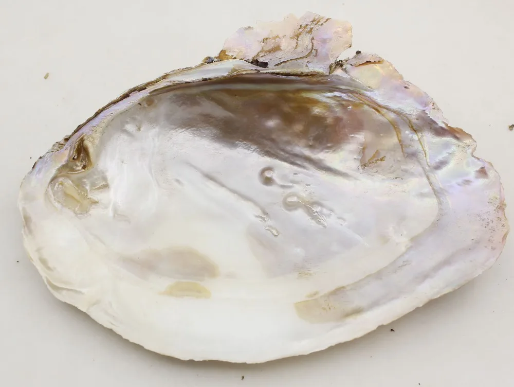 

1PCS 150mm-170mm Natural Huge Baroque Mother of Pearl Shell Pearl Clam Display