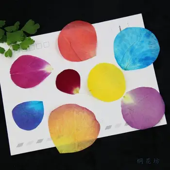 

80pcs 2-4cm Dried Pressed Colorful Rose Petals Flowers Plant Herbarium For Jewelry Bookmark Phone Case Scrapbook Craft DIY