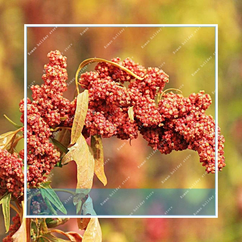 

Buy Rare Quinoa 100pcs Plant Grain Quinoa For Organic Food Quinoa