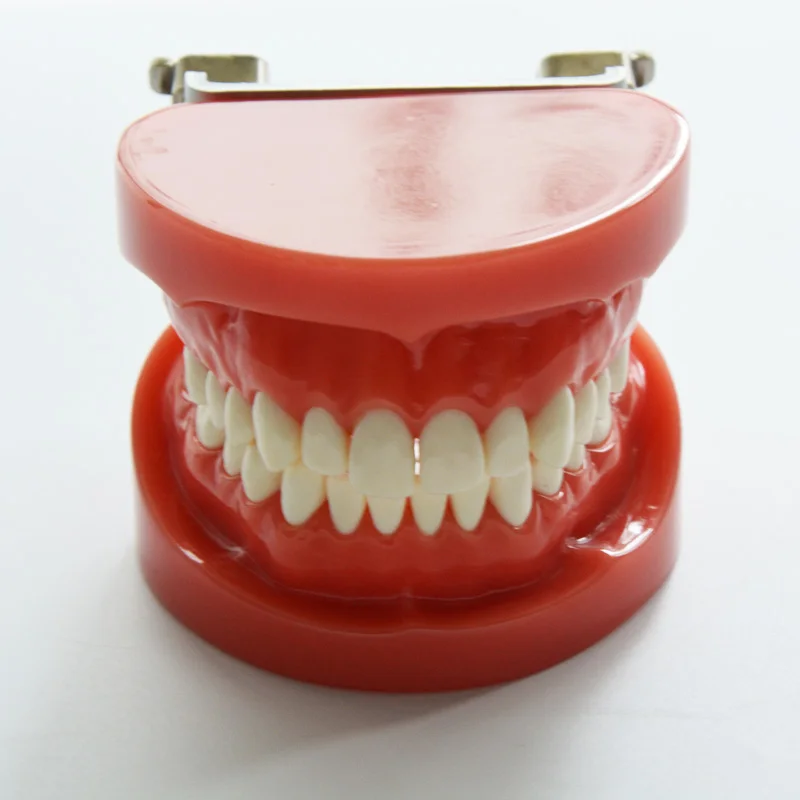 Стоматологическая зубная модель зубы стоматологические гигиенические модели с из жесткой резины 28 зуб для стоматологической модели обучения