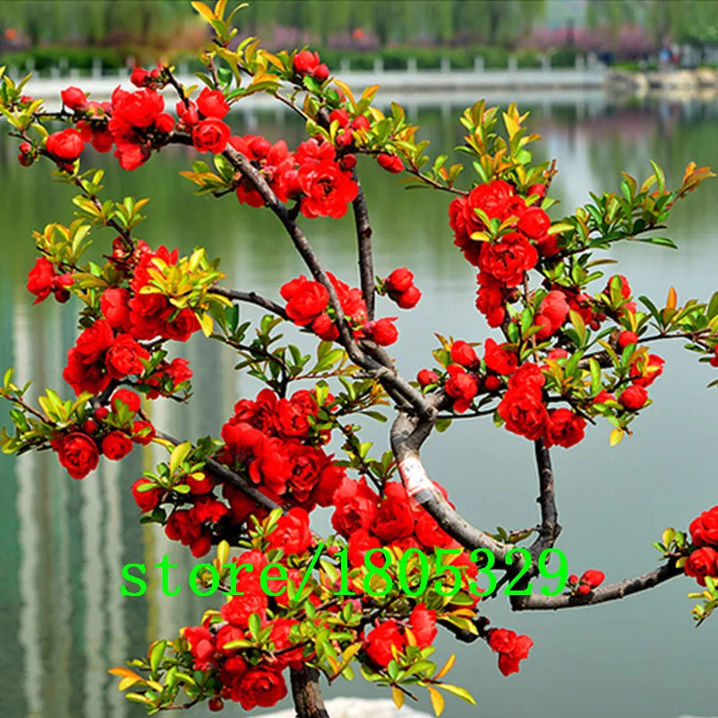 online buy wholesale red begonias from china red begonias wholesalers aliexpress com online buy wholesale red begonias from china red begonias wholesalers aliexpress com