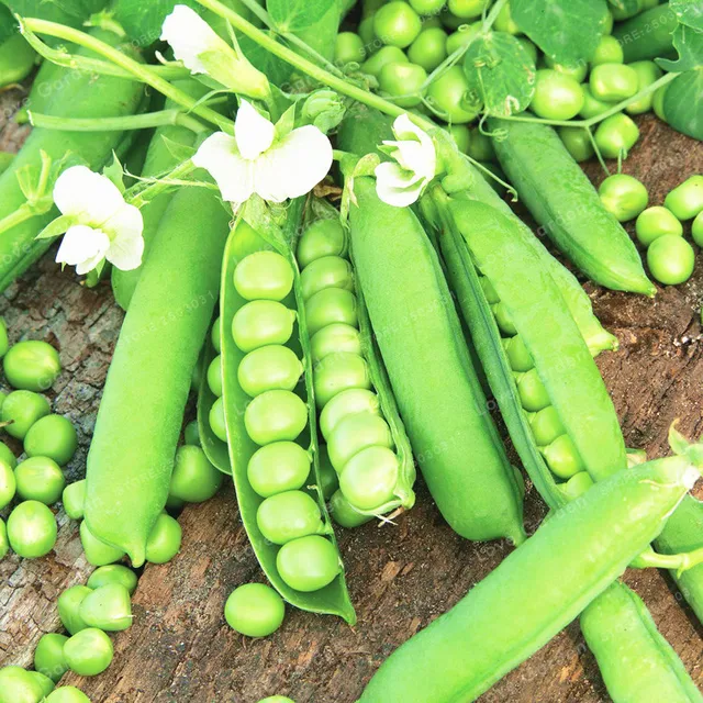 sweet pea bonsai organic garden pea bonsai vegetable bonsai pisum sativum linn easy to grow about - Garden Peas sweet pea bonsai organic garden pea bonsai vegetable bonsai pisum sativum linn easy to grow about - Garden Peas