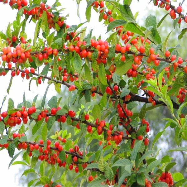 Popular Chinese Cherry TreesBuy Cheap Chinese Cherry Trees lots from