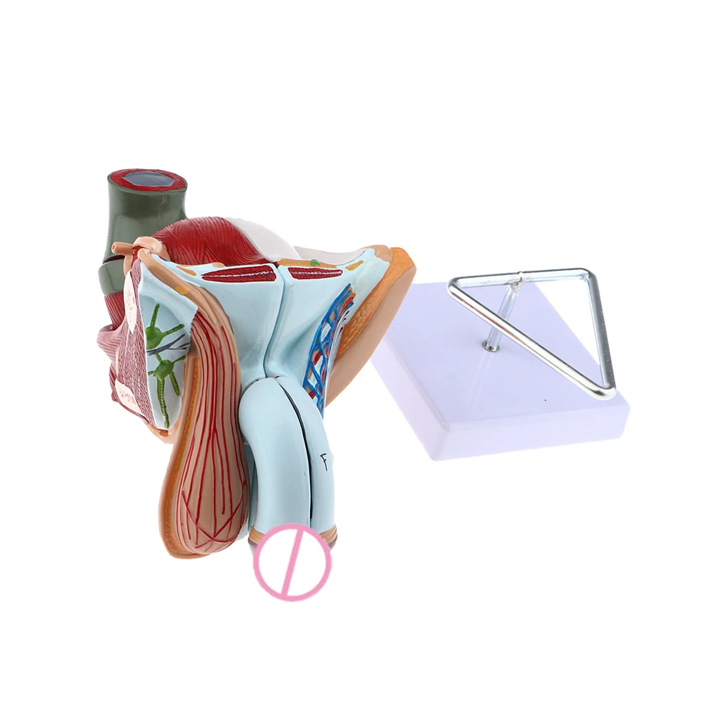 1:1 Male Genital Testis Scrotum Anatomical Model Genitourinary Medicine School Student Teacher Teaching Aids Lab Supplies