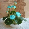 bonsai flower lotus flower for summer 100% real Bowl lotus pots Bonsai garden plants 5/bag bonsai flower lotus flower for summer 100% real Bowl lotus pots Bonsai garden plants 5/bag