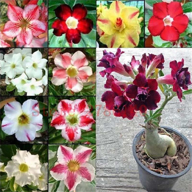 

5pcs 22colors True Adenium Obesum Desert Rose Flower bonsai easy palnt for home