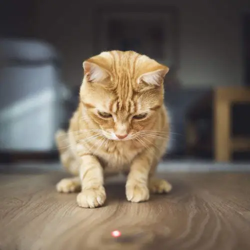 2 в 1 Лазерная Игрушка для кошек | Дом и сад