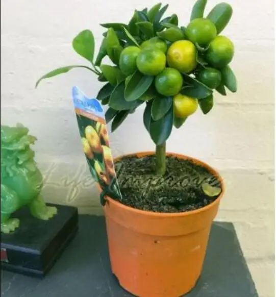 Indoor Citrus Tree Promotion-Shop for Promotional Indoor Citrus ... Indoor Citrus Tree Promotion-Shop for Promotional Indoor Citrus ...
