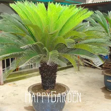 Свежий Cycas завод бонсай цветочные растения в горшках для DIY домашний сад предметы домашнего обихода только 10 шт Cycas Флорес/мешок,# IWFKYV