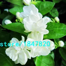 Hot Sale White Jasmine Seeds Jasmine Flower Seeds Fragrant Plant Arabian Jasmine Seeds Bonsai Potted Plants Home & Garden 50PCS